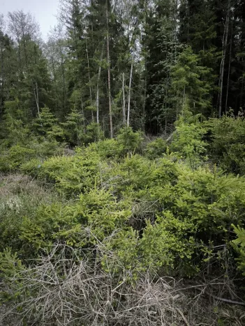 Prodej podílu lesa, Kamberk, 1844 m2