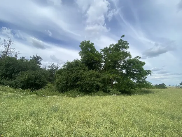 Prodej lesa, Slavičky - Pozďátky, 560 m2