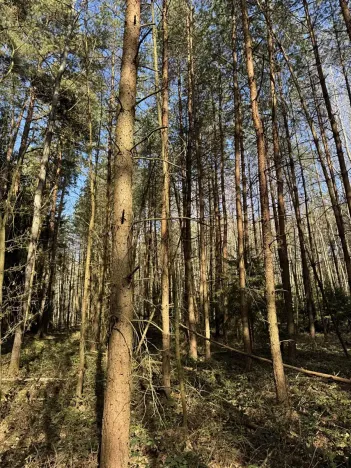 Prodej lesa, Vlastiboř, 3491 m2