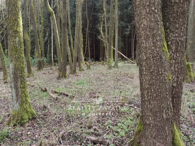 Prodej lesa, Sedlec-Prčice - Sušetice, 8504 m2
