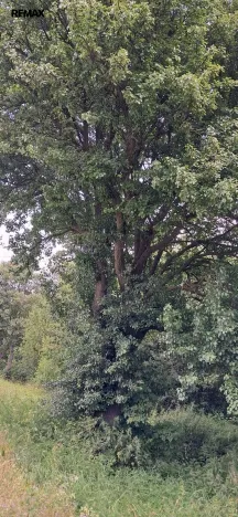 Prodej lesa, Rožmitál pod Třemšínem, 3871 m2