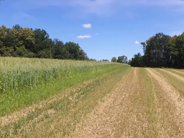Dražba louky, Dříteň, 7234 m2