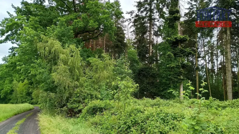 Prodej lesa, Spáňov, 24210 m2