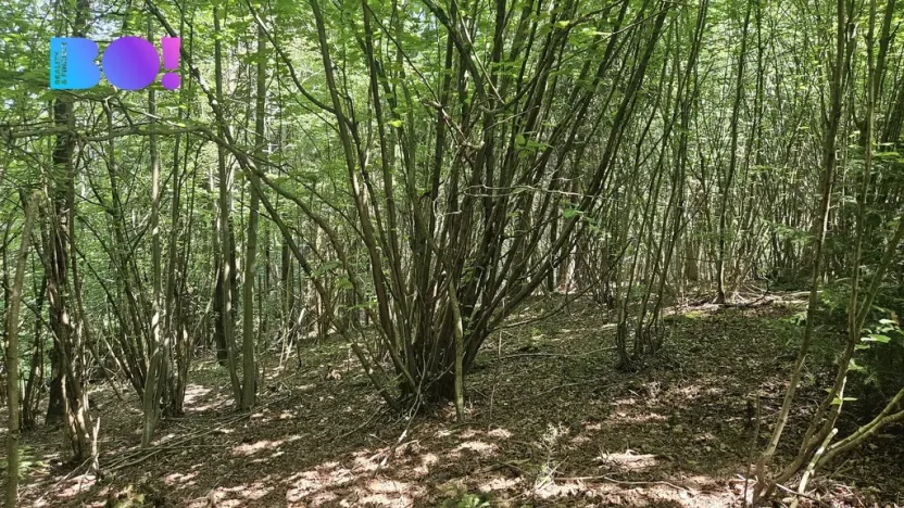 Prodej lesa, Valašská Polanka, 14596 m2