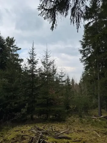 Prodej lesa, Všemyslice, 12022 m2