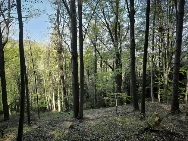 Prodej podílu lesa, Zděchov, 5288 m2
