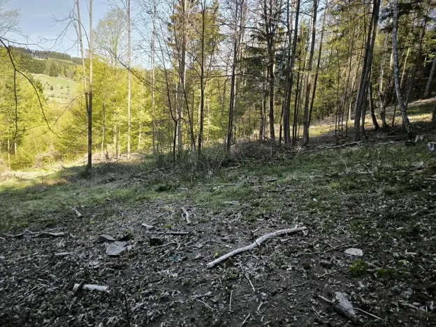 Prodej podílu lesa, Zděchov, 5288 m2