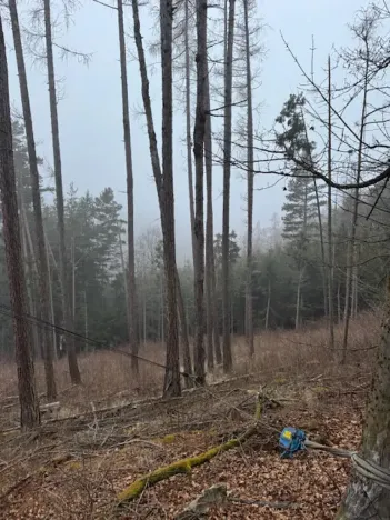 Prodej lesa, Vacov, 24200 m2