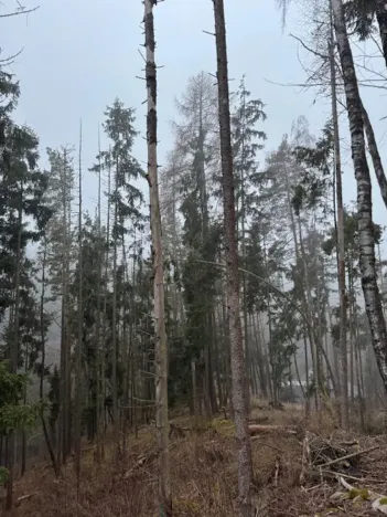 Prodej lesa, Vacov, 24200 m2
