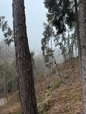 Prodej lesa, Vacov, 24200 m2