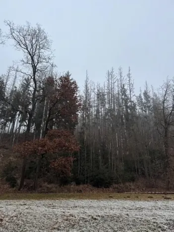 Prodej lesa, Vacov, 24200 m2
