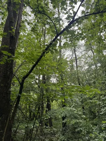 Prodej lesa, Běstvina, 1370 m2