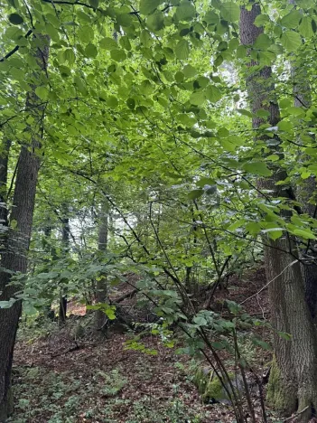 Prodej lesa, Běstvina, 1370 m2