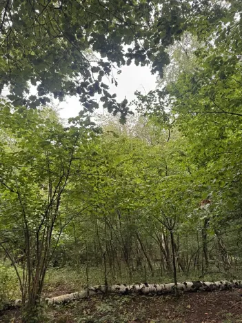 Prodej podílu lesa, Bílina, 2704 m2