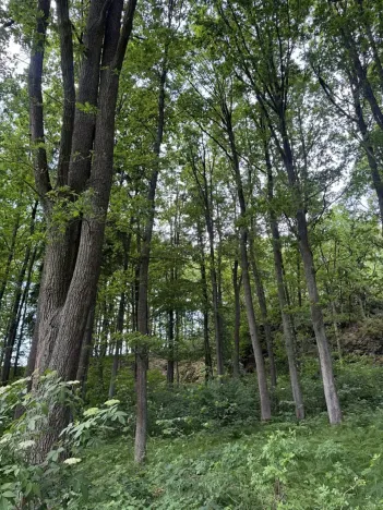 Prodej lesa, Čížkov, 10503 m2