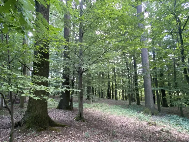 Prodej lesa, Olbramice, 2070 m2