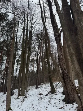 Prodej lesa, Malá Bystřice, 43476 m2