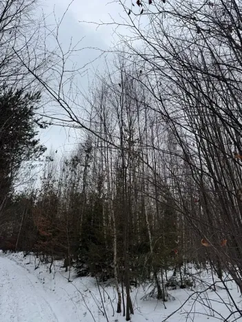 Prodej lesa, Malá Bystřice, 43476 m2