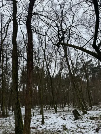 Prodej podílu lesa, Černěves, 2638 m2