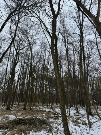 Prodej podílu lesa, Černěves, 2638 m2