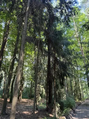Prodej lesa, Jestřebí, 24490 m2