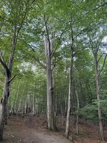 Prodej lesa, Frýdlant nad Ostravicí, 27036 m2