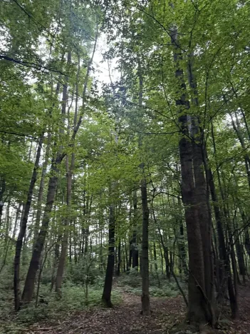 Prodej lesa, Frýdlant nad Ostravicí, 27036 m2