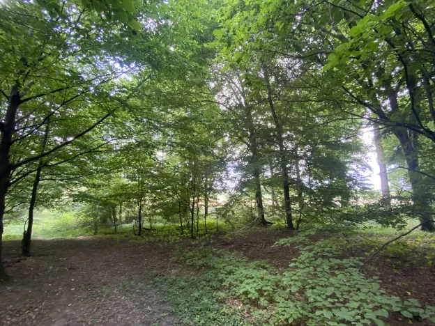 Prodej lesa, Olbramice, 4170 m2
