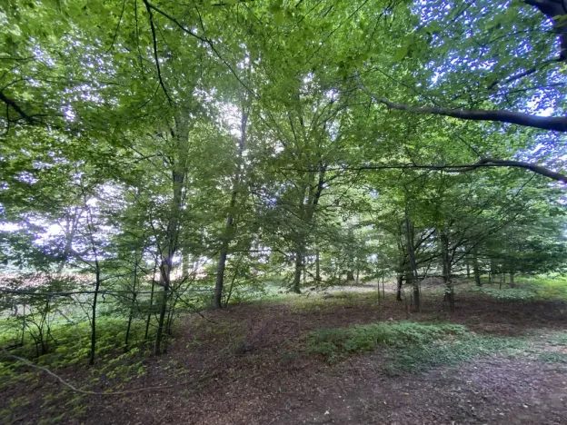 Prodej lesa, Olbramice, 4170 m2