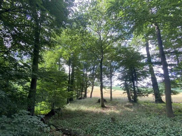 Prodej lesa, Olbramice, 4170 m2