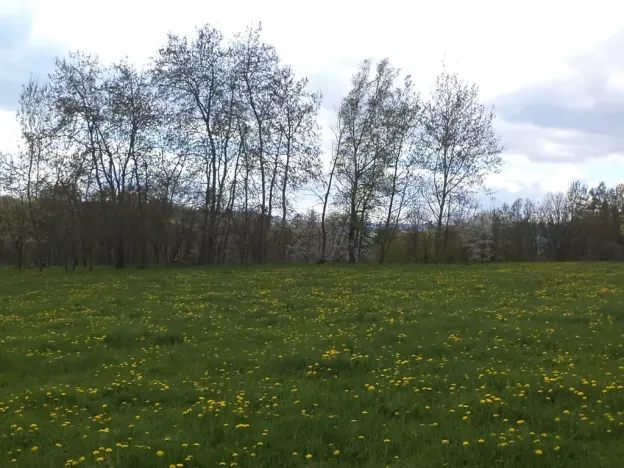 Dražba louky, Staré Město, 10063 m2