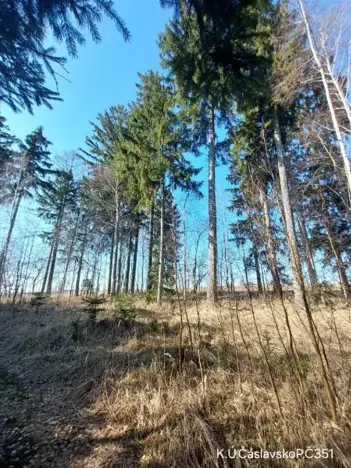 Prodej lesa, Čáslavsko, 6207 m2