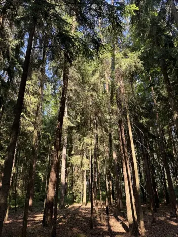 Prodej lesa, Jestřebí, 21583 m2