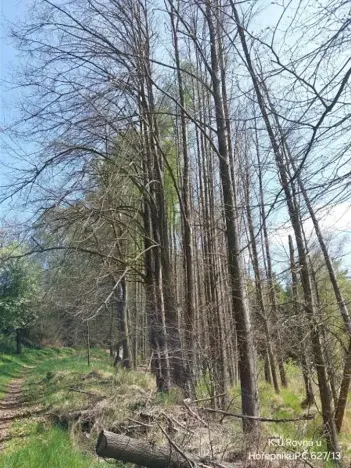 Prodej lesa, Rovná, 12639 m2