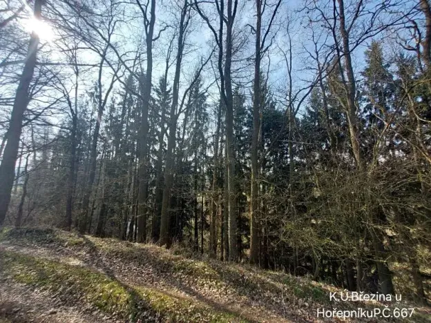 Prodej lesa, Hořepník, 21060 m2