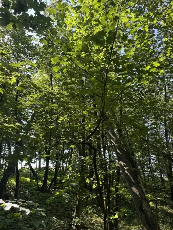 Prodej podílu lesa, Kněžmost, 1568 m2
