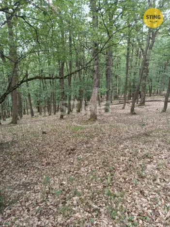 Prodej lesa, Morkůvky, 2723 m2