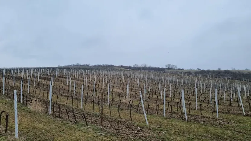 Prodej sadu/vinice, Velké Němčice, 90000 m2