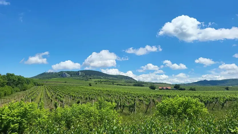 Prodej sadu/vinice, Perná, 132000 m2