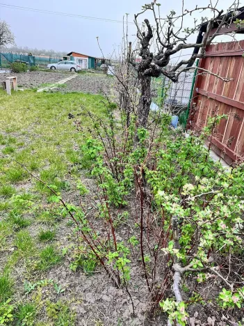 Prodej zahrady, Podivín, 396 m2