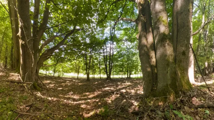 Prodej lesa, Loučná nad Desnou, 1276 m2