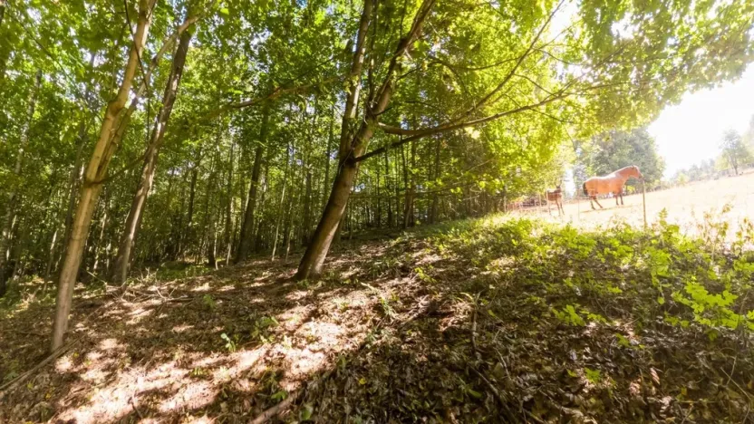 Prodej lesa, Loučná nad Desnou, 1276 m2