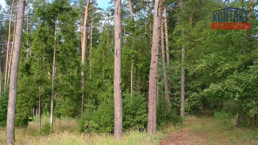 Prodej lesa, Želiv - Vřesník, 9639 m2