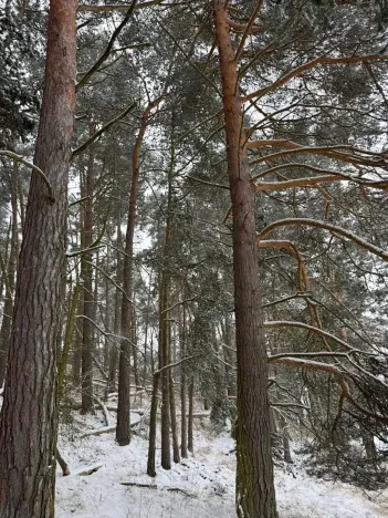 Prodej podílu lesa, Svéradice, 2590 m2