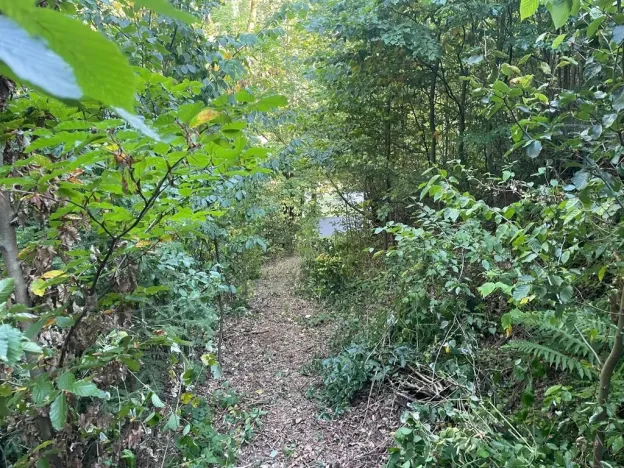Prodej lesa, Štíty, 373 m2