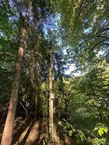 Prodej lesa, Štíty, 373 m2