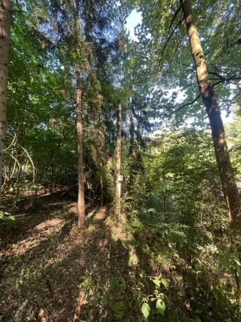 Prodej lesa, Štíty, 373 m2
