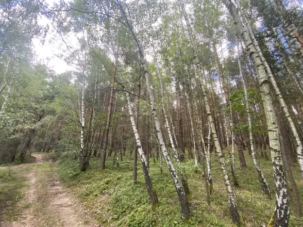 Prodej lesa, Chlumany, 4406 m2