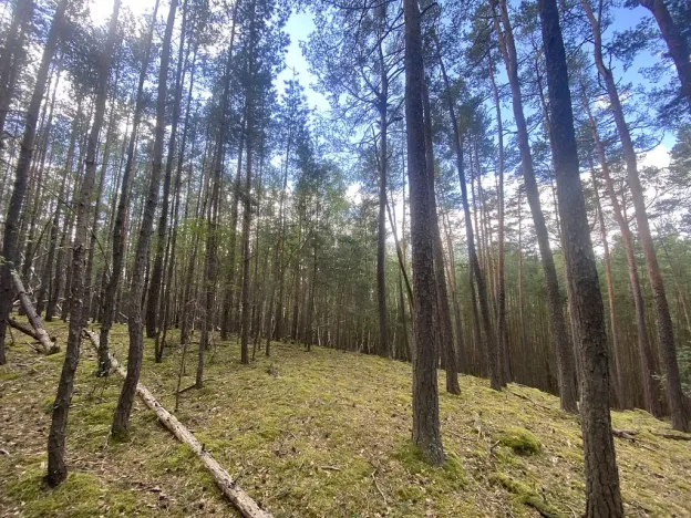 Prodej lesa, Chlumany, 4406 m2