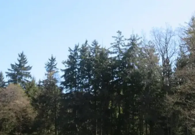 Dražba pole, Bavorov, 13684 m2